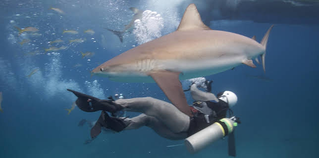 20:00: How Sharks Hunt | Animal Planet | 3/25 2026