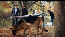 Hudson y Rex (T1): Ep.3 Perseguido por el pasado