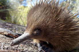 Wild Australia: Episode 2