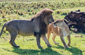 Big Cat Tales: Episode 2