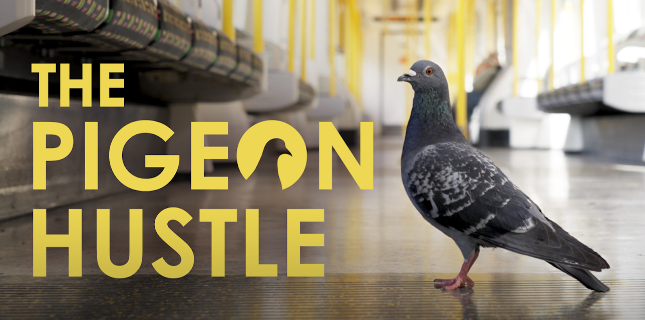 The Pigeon Hustle (2025)