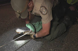 Live PD Presents: Florida Heat Season 1: Episode 1