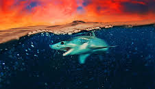 Makohaie vor Kalifornien