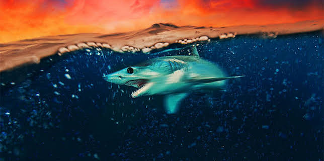 13:55: Makohaie vor Kalifornien | ProSieben Maxx | 12/24 2025