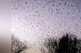 World's Strangest Season 1: Fell From the Sky