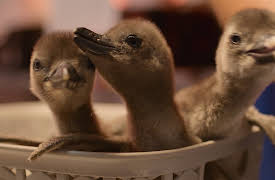 Born to be Wild: The Penguin Chick
