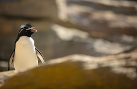Djurens otroliga färder: Hem vid världens ände