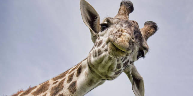 7:45 PM: Natural World | BBC Two | 2/28 2026