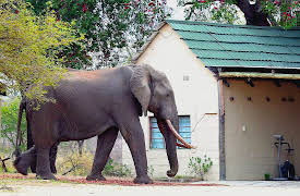 Mysterious Creatures With Forrest Galante, Season 1: It Comes in the Night