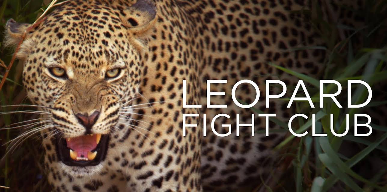 Leopard Fight Club (2013)