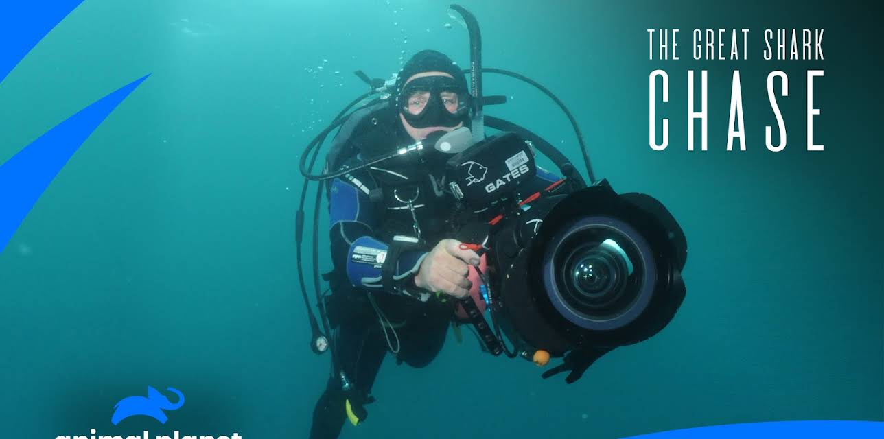 The Great Shark Chase