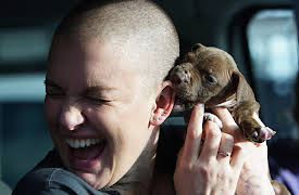 Amanda To The Rescue:  Amanda's Hitchhiking Hounds