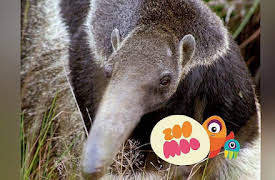 Dance Fever: Anteaters