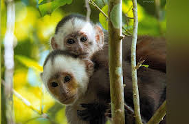 Into the Wild Colombia: A Capuchin's Tale