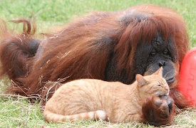 Usannsynlige dyrevenner: The Wild Bunch