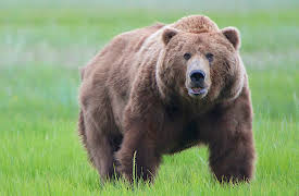 I Was Prey: Episode 12