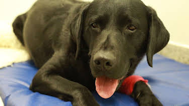 05:10: Der Super-Doc - Einsatz für 4 Pfoten (S5 E17) (S5) | Sixx | 9/29 2025