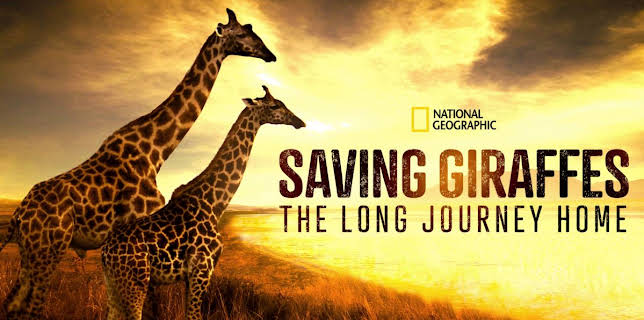 Saving Giraffes: The Long Journey Home (2022)