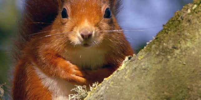 12:00: Wales | Arte | 12/6 2025