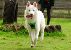 Hundehuset: Olaf, Storm og Macie