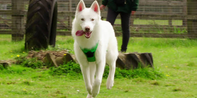 16:25: Hundehuset: Olaf, Storm og Macie | NRK 2 | 3/11 2026