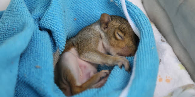 22:00: Lone Star Law  (S5 E16) (S5) | Animal Planet | 3/4 2026