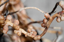 The Hidden Power of Microbes: How Microbes Make Soil