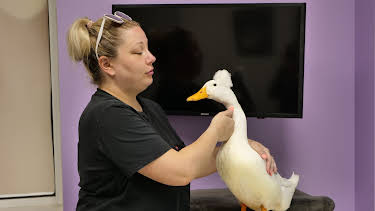 04:00: The Vet Life (S3 E12) (S3) | Animal Planet | 12/31 2025