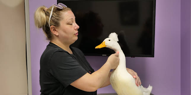 22:00: The Vet Life (S3 E12) (S3) | Animal Planet | 10/30 2025