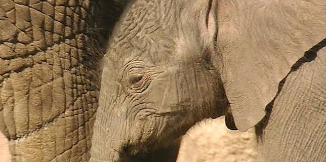 17:05: Panda, Gorilla & Co. (84) | RBB Fernsehen | 3/4 2026