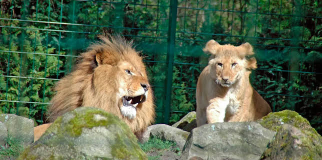 17:10: Seehund, Puma & Co. (106) | Radio Bremen | 2/23 2026