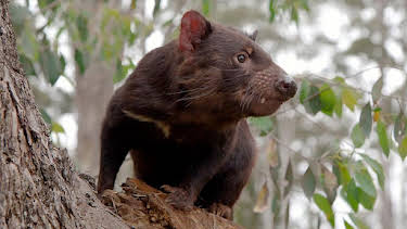 16:20: Grandes Documentales La Vida Secreta Del Demonio De Tasmania | LA 2 | 8/20 2026