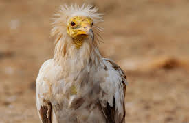 Arabian Inferno: Aerial Masters