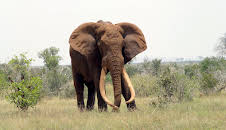 Afrika: Kontinent der Vielfalt (1/3)