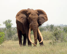 Afrika: Kontinent der Vielfalt (1/3)