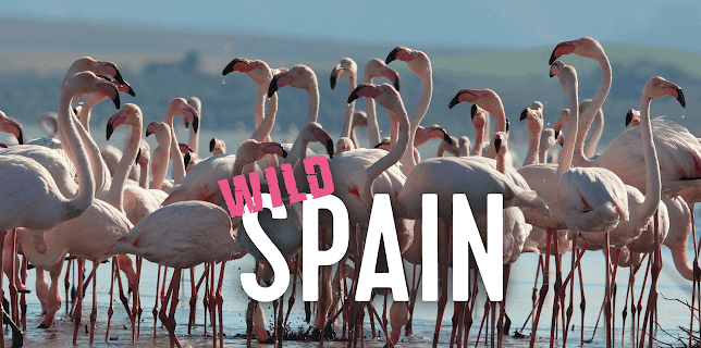 Wild Spain