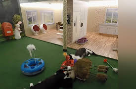 Meow Manor: Meowy Christmas!