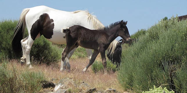 17:10: Grandes Documentales Salvajes | LA 2 | 12/3 2025