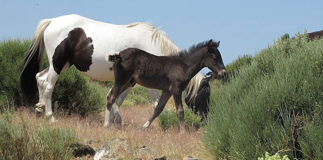 Grandes Documentales Salvajes