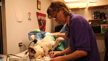 14:05: Dr. Dee: Alaska Vet (S2 E2) (S2) | Animal Planet | 12/24 2025