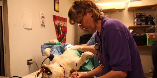 13:05: Dr. Dee: Alaska Vet (S2 E2) (S2) | Animal Planet | 12/24 2025