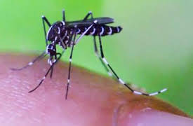 72 animales peligrosos: Asia: Episode 8