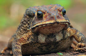 Animal Armory Season 1: Venom Poison