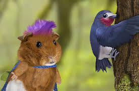 Wonder Pets: In The City: Save the Woodpecker! / Save the Salmon!