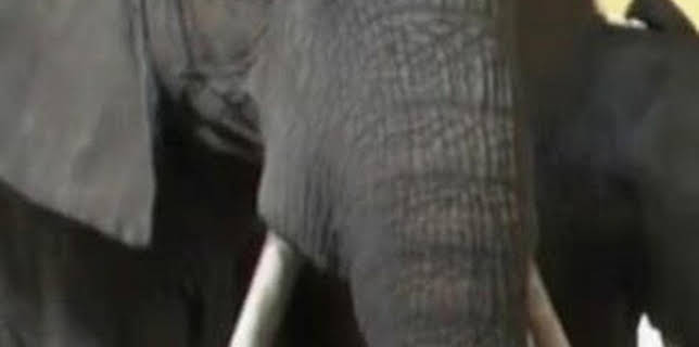 06:00: Misterios de la naturaleza: Elefantes en la habitación | Discovery Max | 2/8 2026