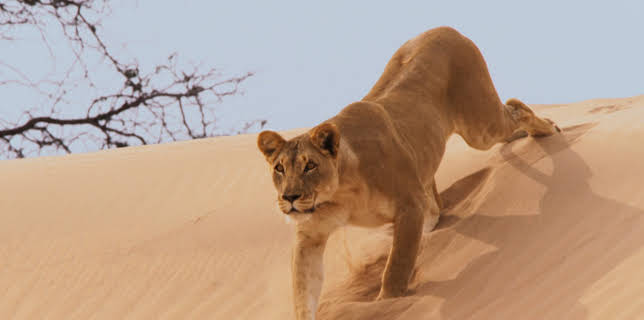 3:00 PM: Planet Earth (S2 E4) (S2) | Yesterday | 11/30 2025