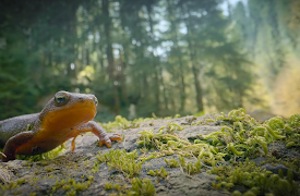 Djurens otroliga färder: I ilfart mot floden