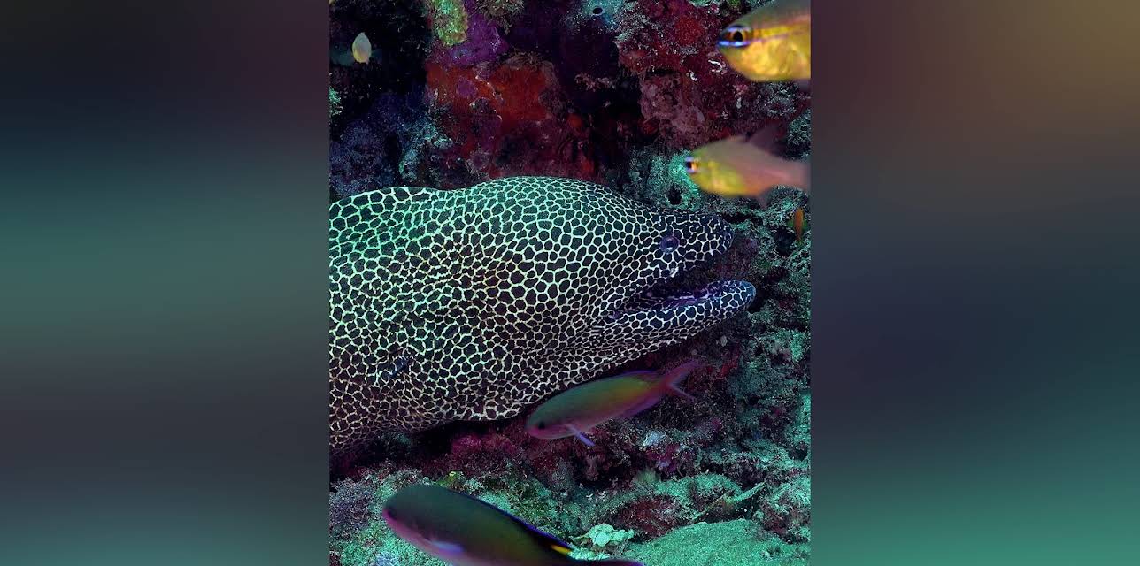 Coastal Africa: Sanctuary of the Indian Ocean (2016)