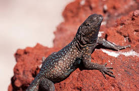 Wild West: Restless Shores