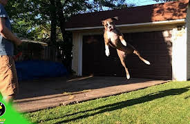 Furry Funnies: Animal & Pet Videos: Funny Dogs (Volume 33)